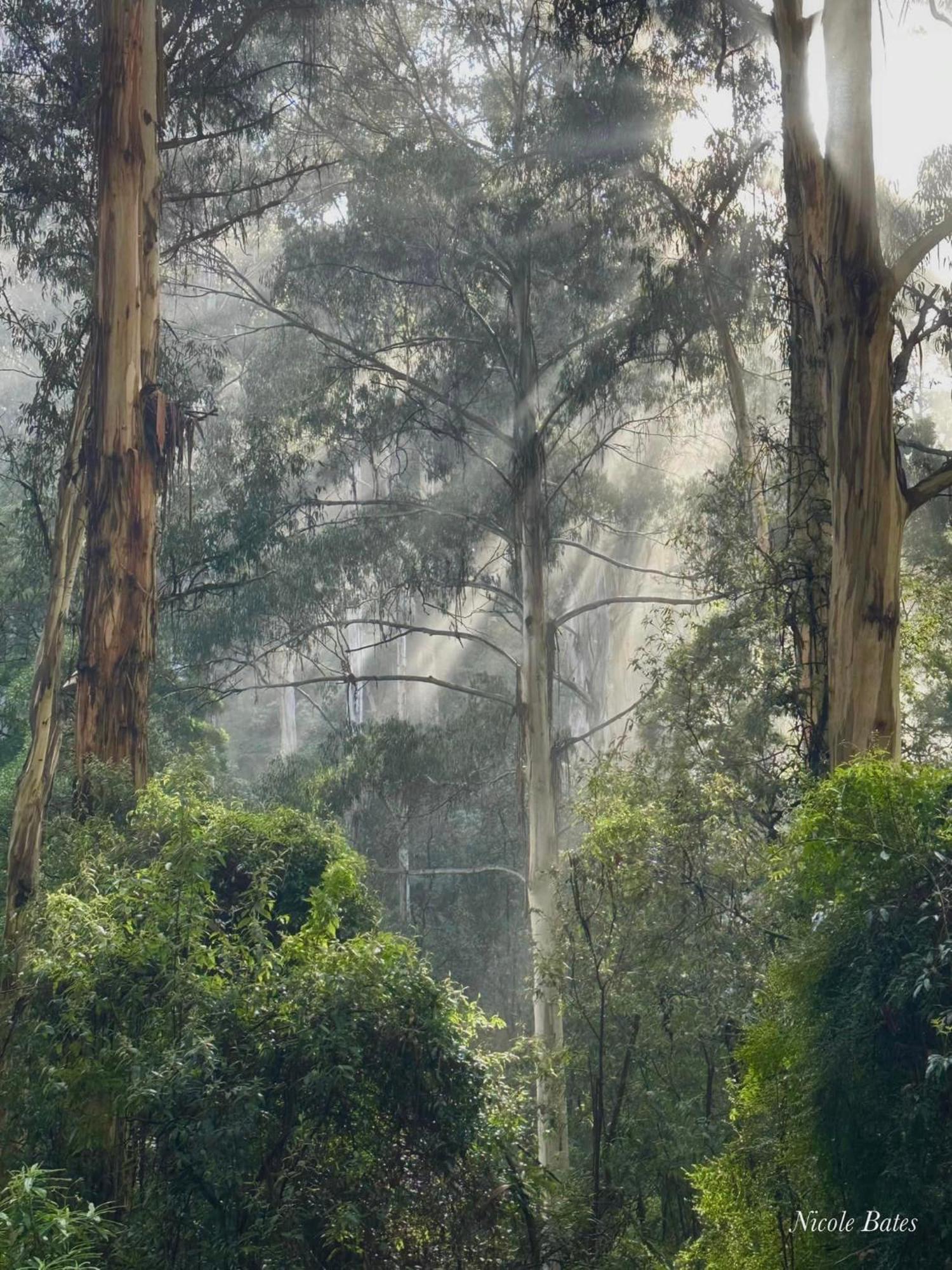Sassafras Treehouse Private Home In The Dandenong Ranges, Victoria Exterior foto