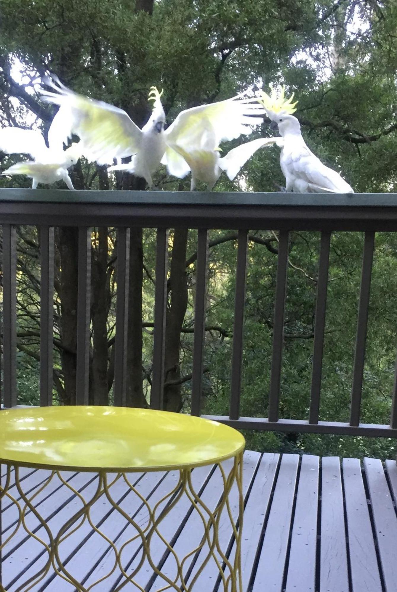 Sassafras Treehouse Private Home In The Dandenong Ranges, Victoria Exterior foto